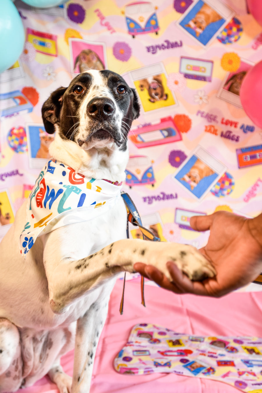 The same pet wearing a party hat with bunting and balloons