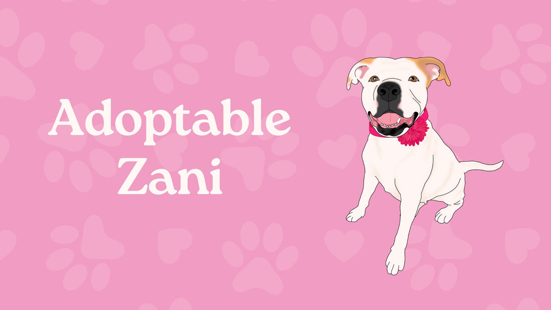Zani: A Pawsitively Perfect Companion Looking for a Furever Hooman!