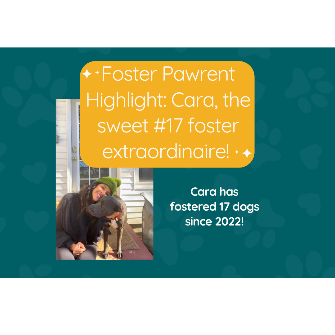 Foster Testimonial - Why you should foster and the benefits of fostering