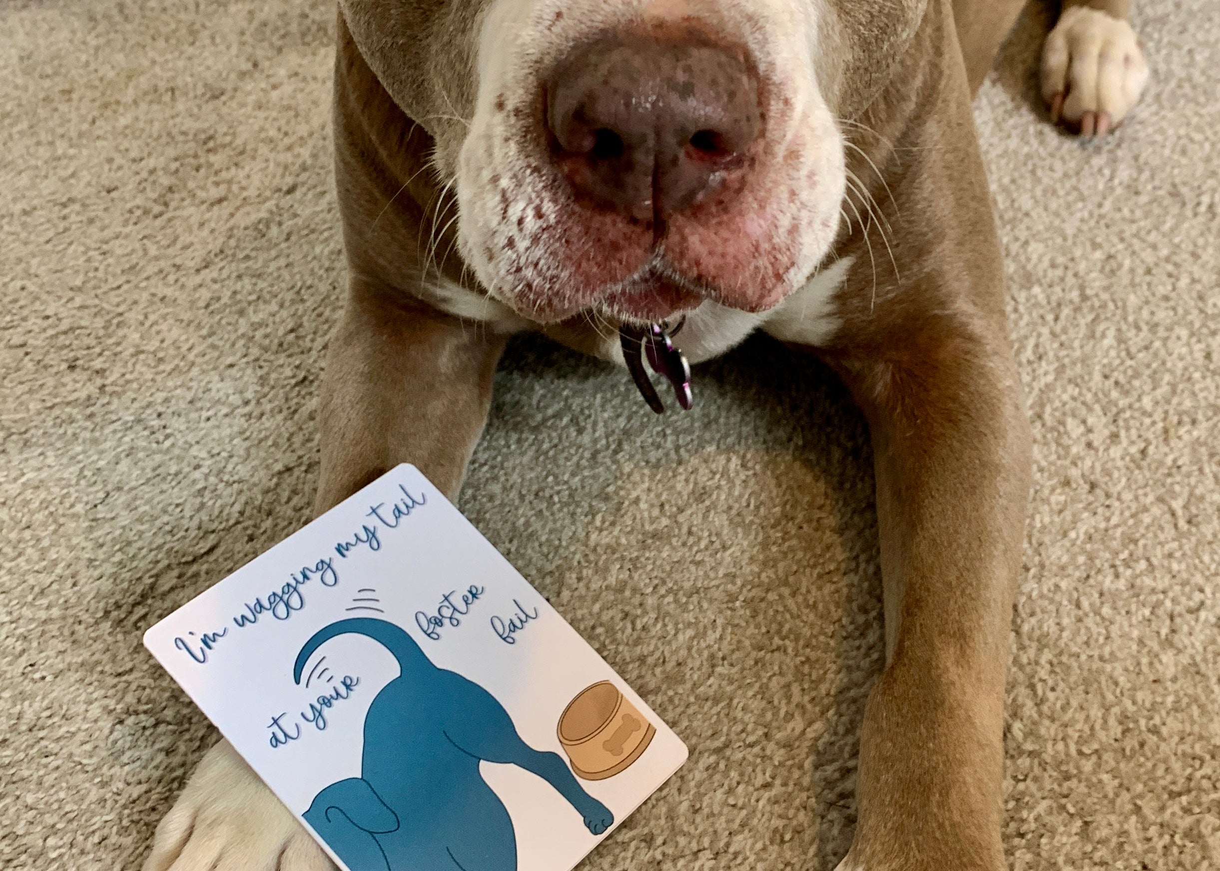 Fostering Animals: The Benefits for You and Your Furry Friend | Soul Feat