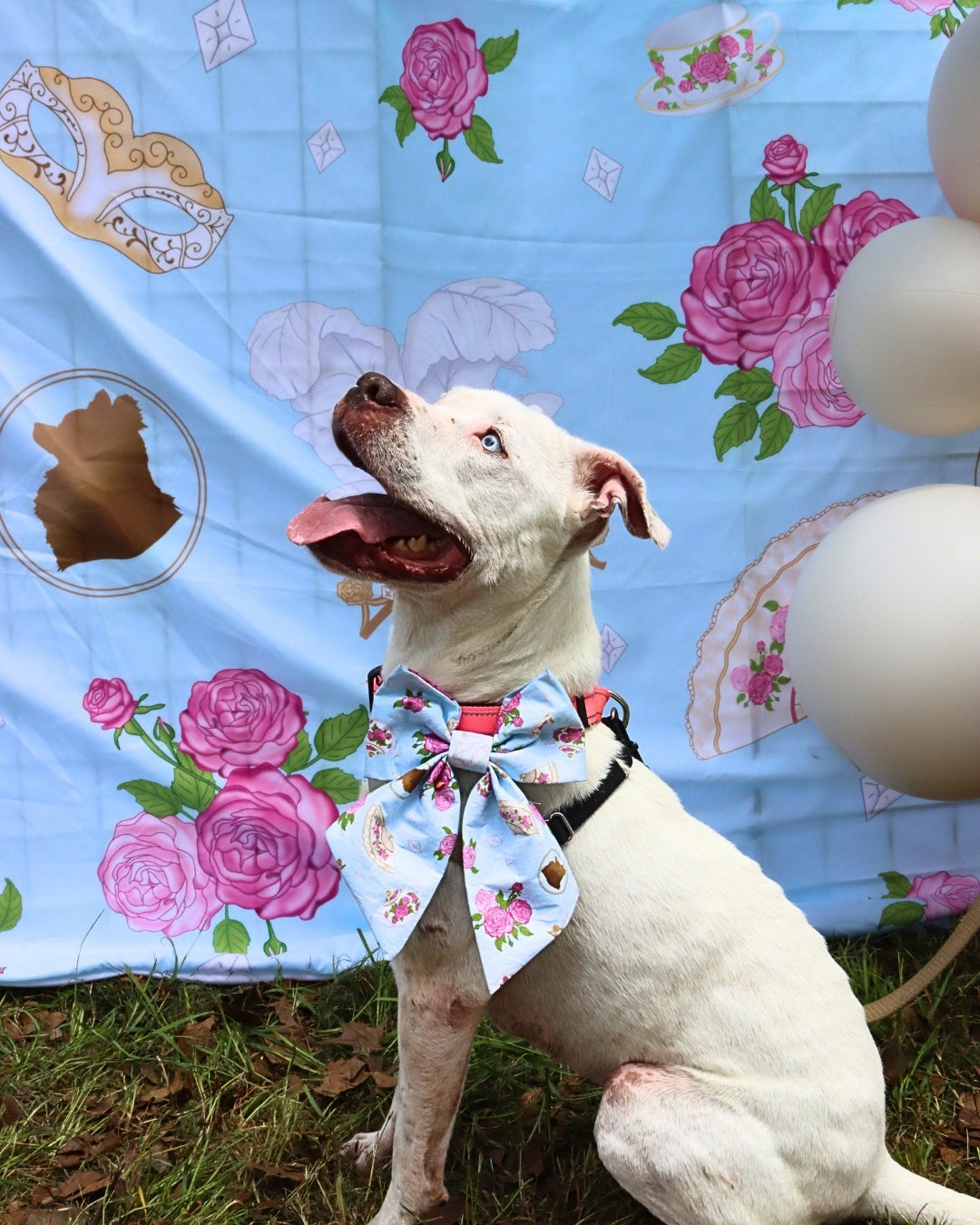 Barkerton Paws & Promenade Party Collection