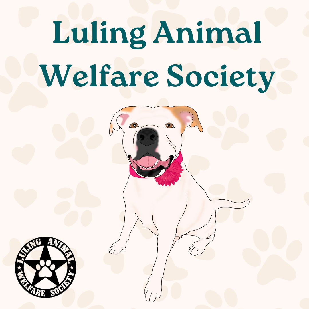 Luling Animal Welfare Society | Adopt Zani