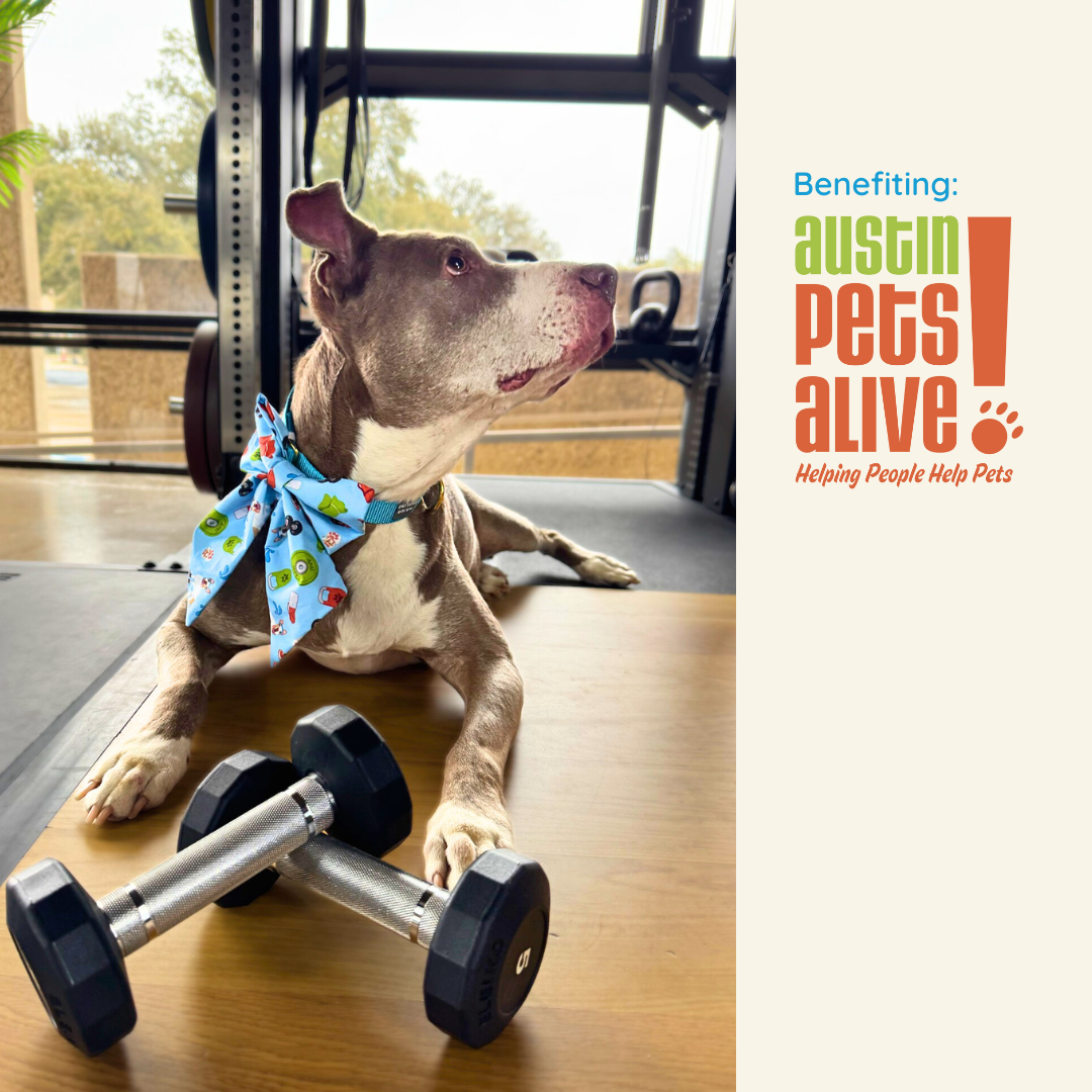 Sweat For Shelter Pets