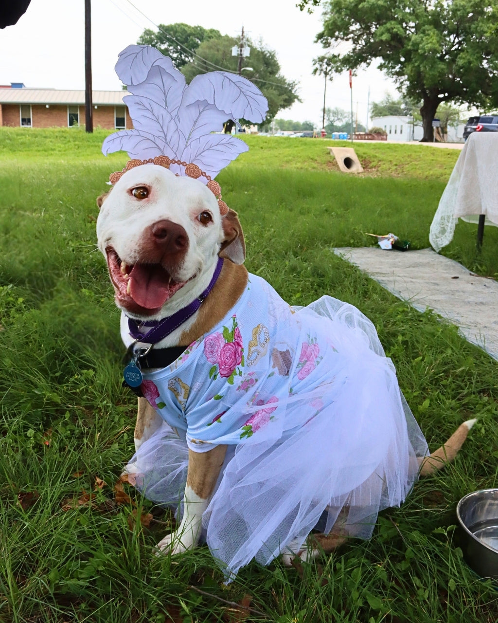 Barkerton Party Guide | Throw-It-Yourself Dog Birthday & Garden Party Experience