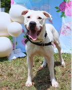 Barkerton Party Guide | Throw-It-Yourself Dog Birthday & Garden Party Experience
