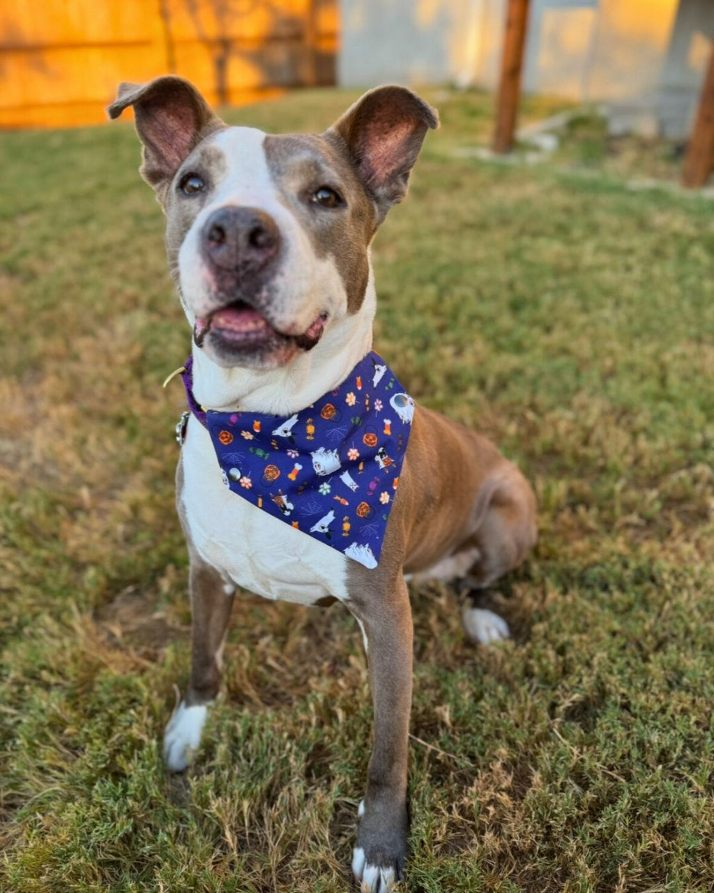 Ready Made Howl-loween Bandana