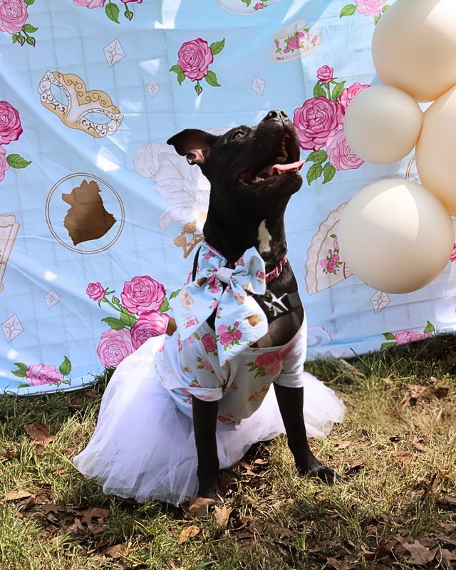 Party Blanket Backdrop - POP Party Patterns