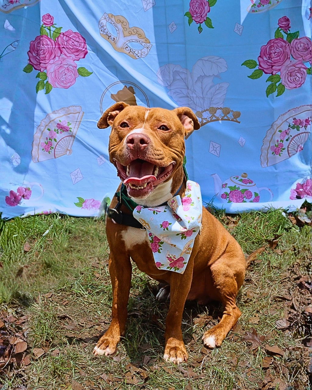 POP Pet Party Bandanas