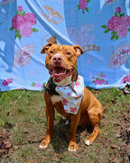 POP Pet Party Bandanas