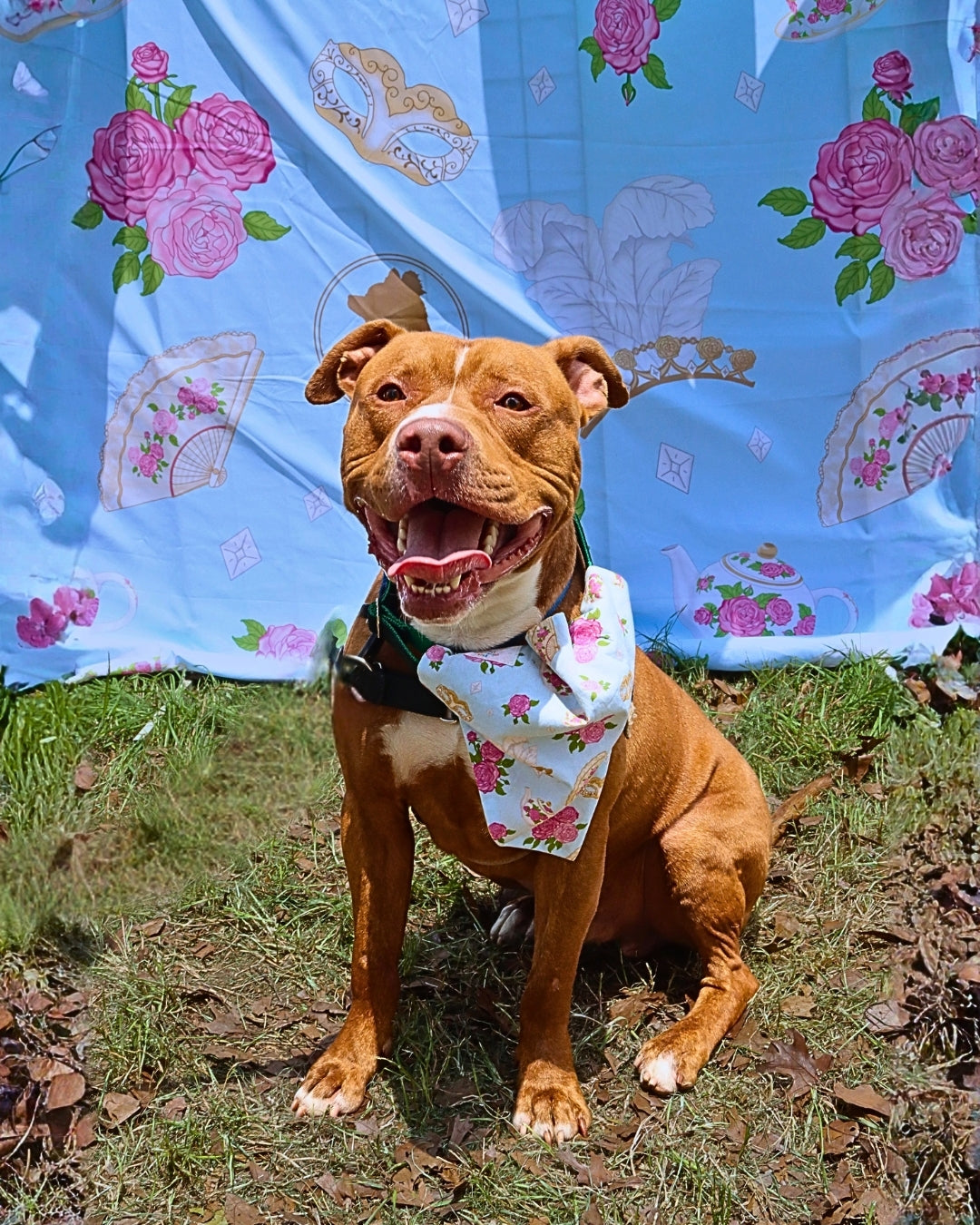 POP Pet Party Bandanas