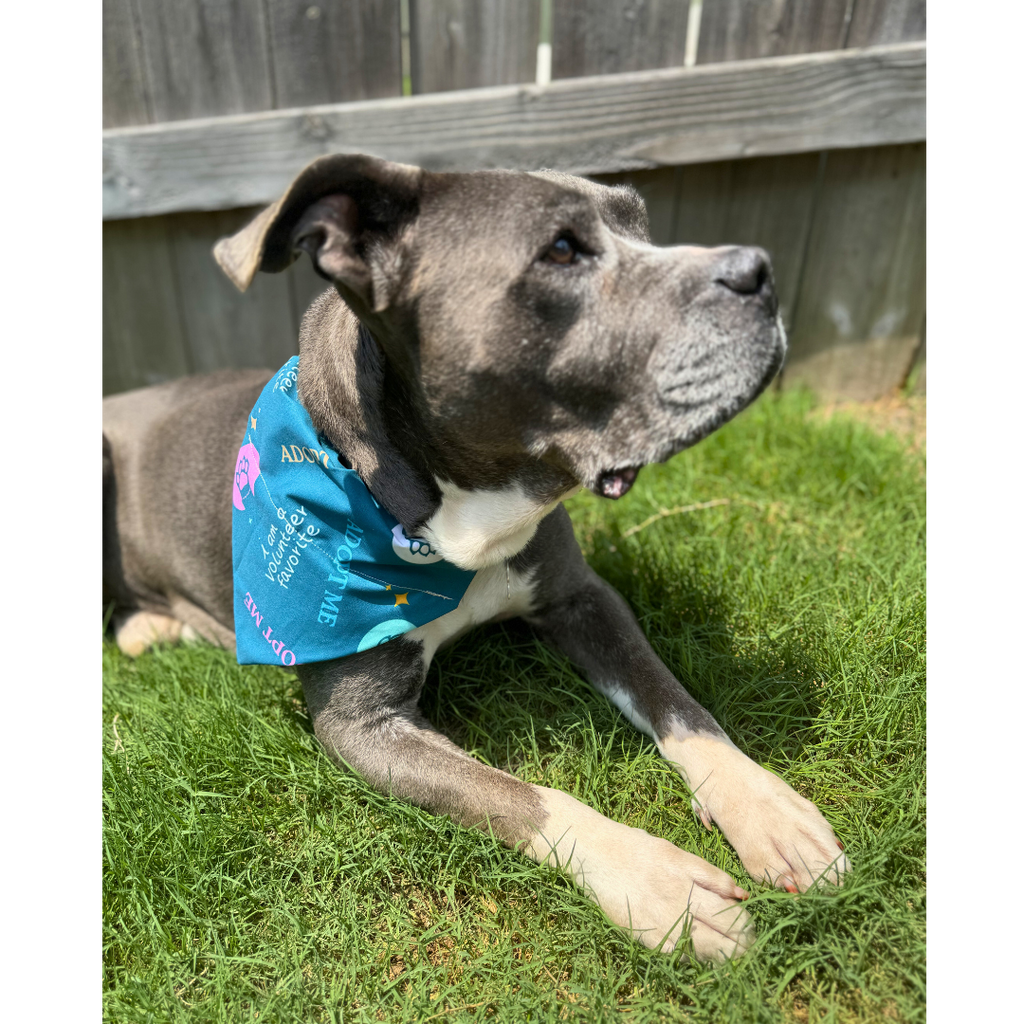 Volunteer Favorite Pet Bandana