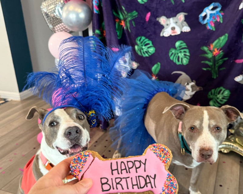 Pet Party - Brazil Carnival Theme. Two dogs with festive decorations and a 'Happy Birthday' sign held by a person.