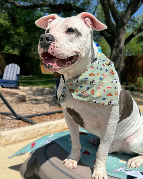 Custom Pet Bandanas