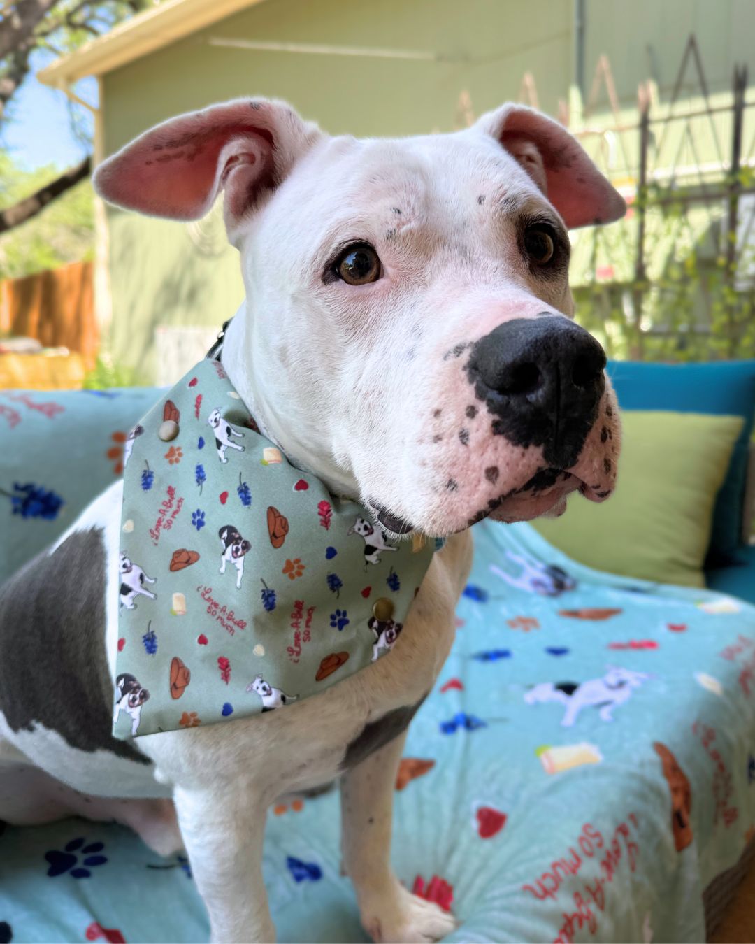 Custom Pet Bandanas - POP Classic Patterns