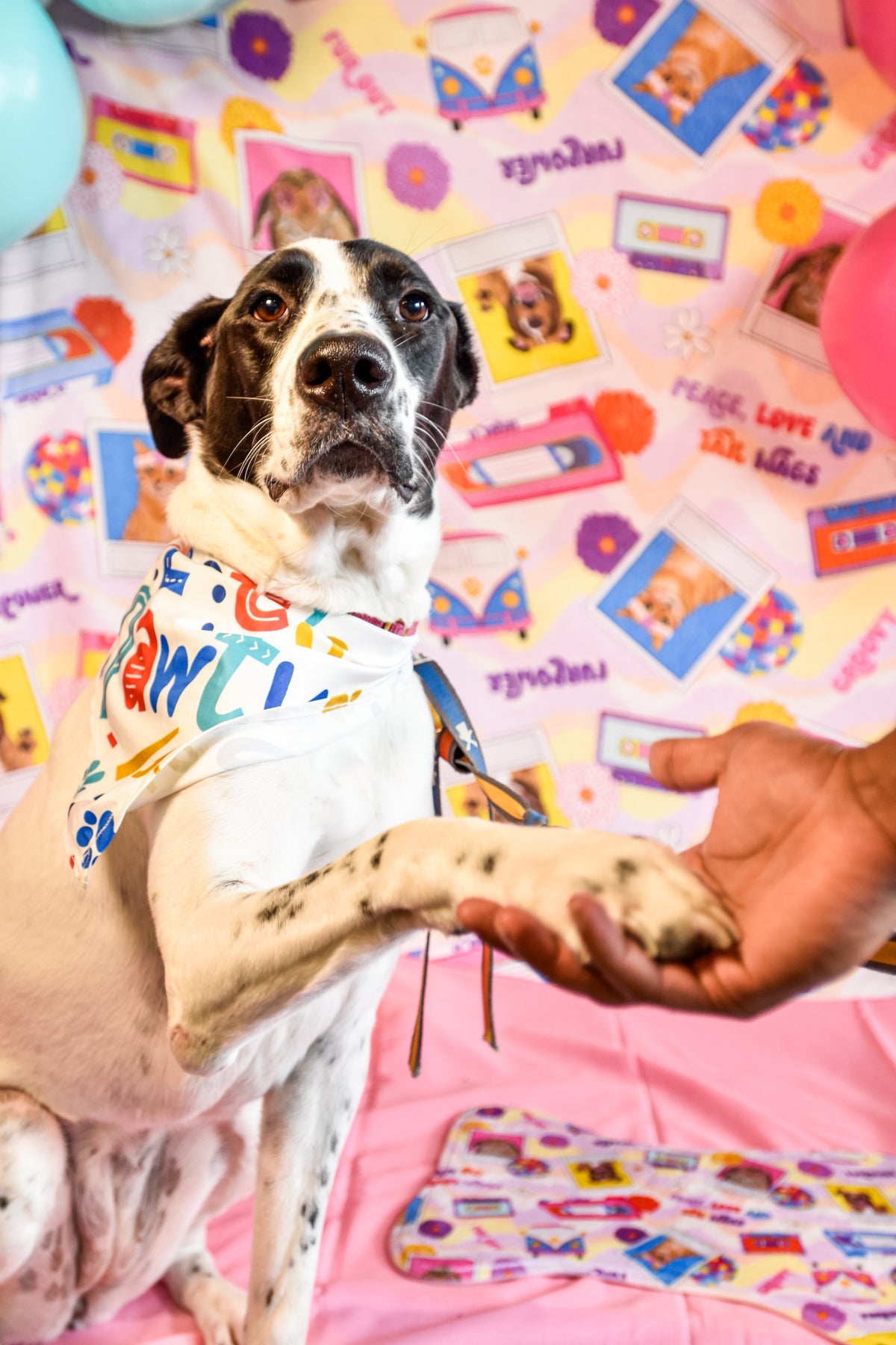 A photo of my pet