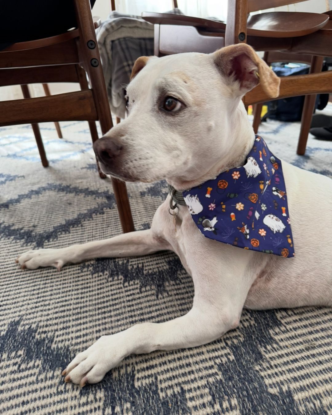 Ready Made Howl-loween Bandana