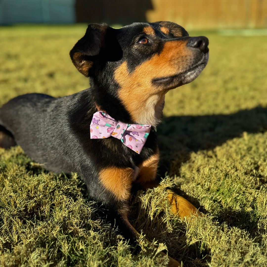 POP Pet Party Bows - Sailor and Regular | POP Party Theme