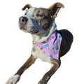 POP Pet Party Bandanas