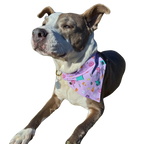 POP Pet Party Bandanas
