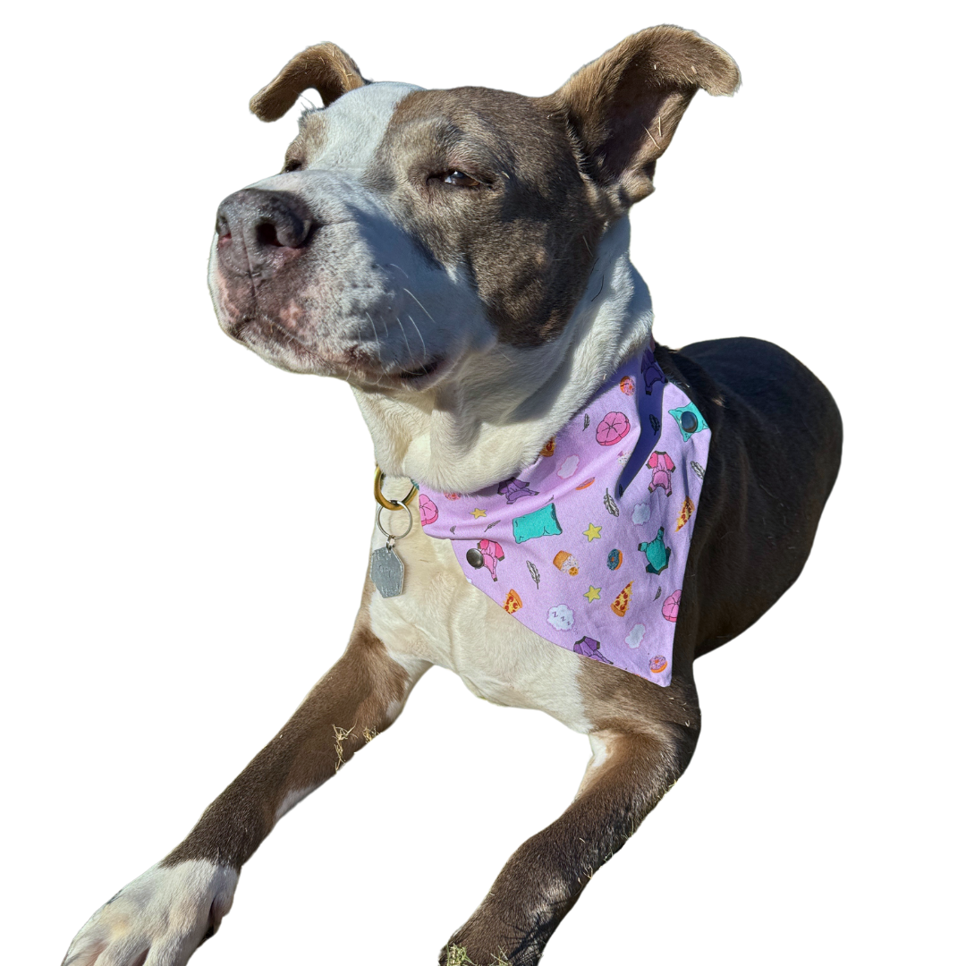 POP Pet Party Bandanas