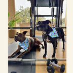 Sweat For Shelter Pets - Pet Bandanas