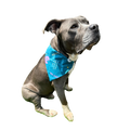 Volunteer Favorite Pet Bandana