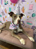 Party Blanket Backdrop - POP Party Patterns