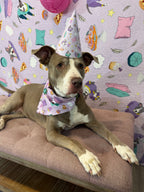 Party Blanket Backdrop - POP Party Patterns